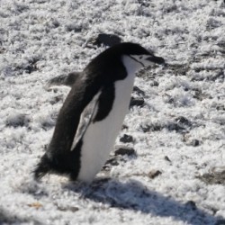 Penguin Chinstrap 