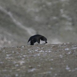 Penguin Chinstrap 