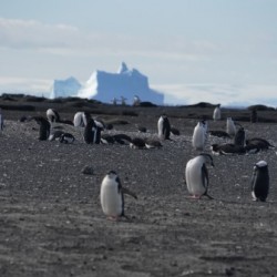 Penguins in Antarctica 