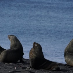 Sea lions at Antarctica 