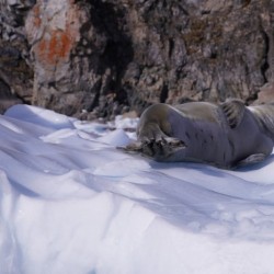 Antarctica  