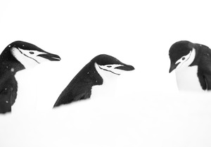 The Three