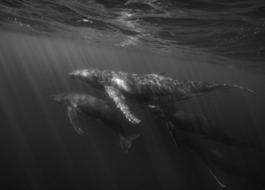 Migrating Megaptera