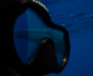 Lurking Leviathans