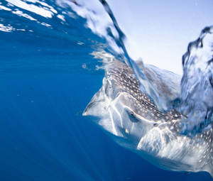 Splish Splash