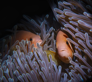 Coral co-op