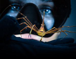 Eye of the Beholder