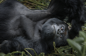 Gaze in the Congo