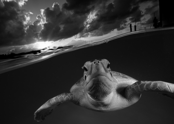 Evenin Turt Print