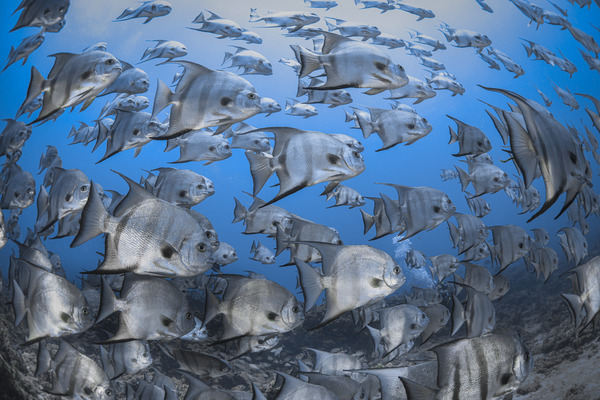 Shallow Shoal Print