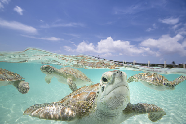 Turquoise Turtles Print
