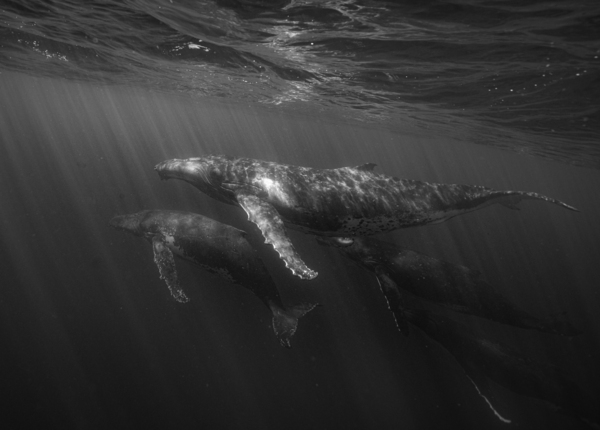 Migrating Megaptera Print