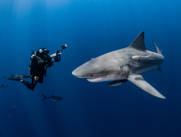 Divers Delight Print