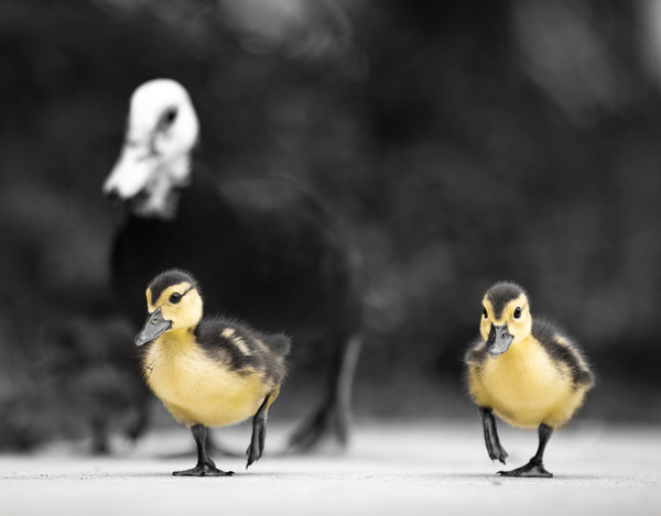 Chirp & Waddle Print