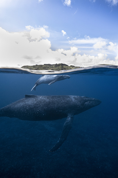 Humpback Isle Print