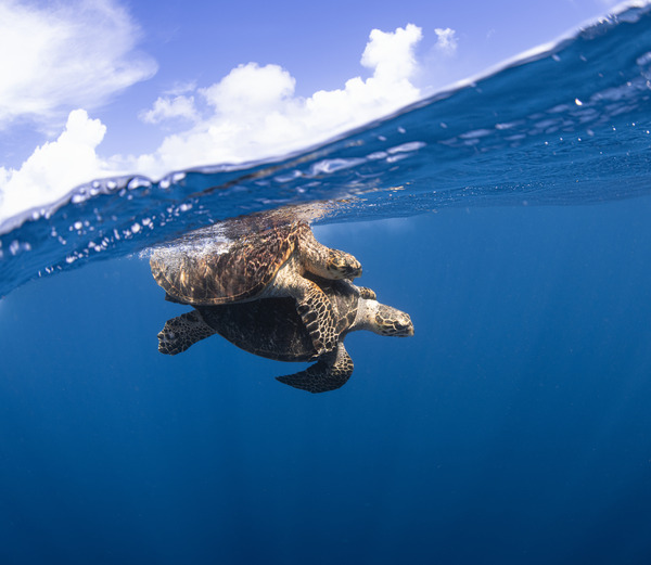 Turtle Tango Print