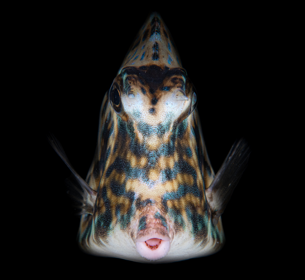 Smooch Print