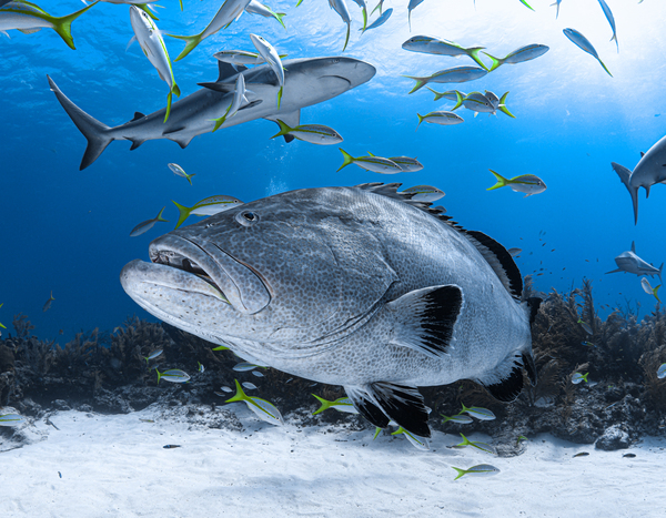 Trooper Grouper Print