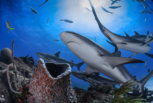 Reef Roamers by Hanan Atia