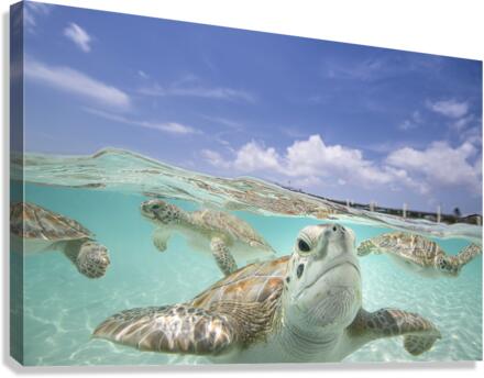 Turquoise Turtles Canvas Print
