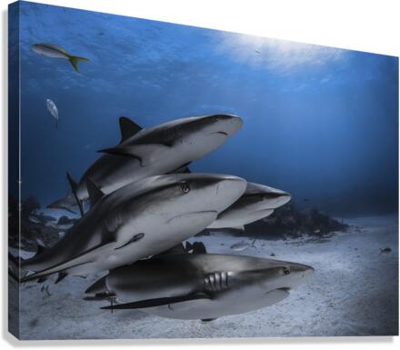 The Four Canvas Print