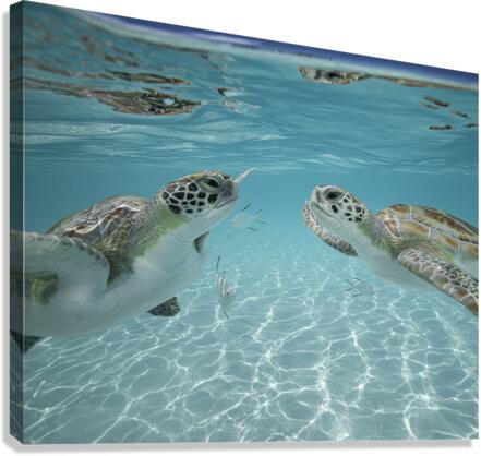 The Two Canvas Print