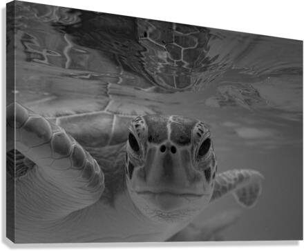 Soul Searching Canvas Print