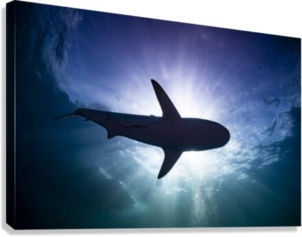 Silhouette  Canvas Print