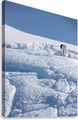 Blue Bystander Canvas Print