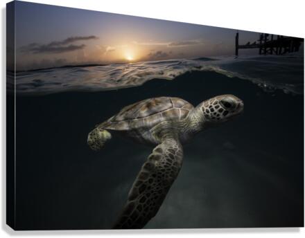 Dodging Dusk Canvas Print