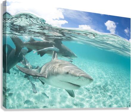 Local Leucas Canvas Print