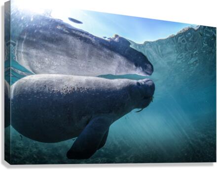Reflectee Canvas Print