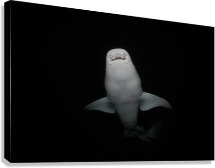 Underbite Canvas Print