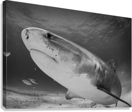 Requiem Canvas Print