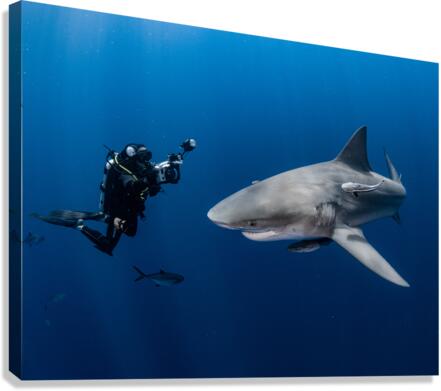Divers Delight Canvas Print
