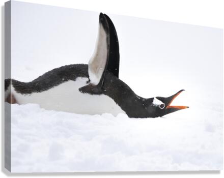 Flap & Flatter Canvas Print