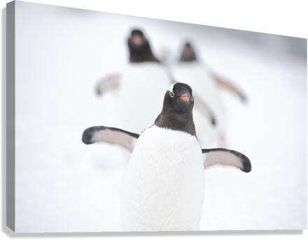 Triquetrum Canvas Print