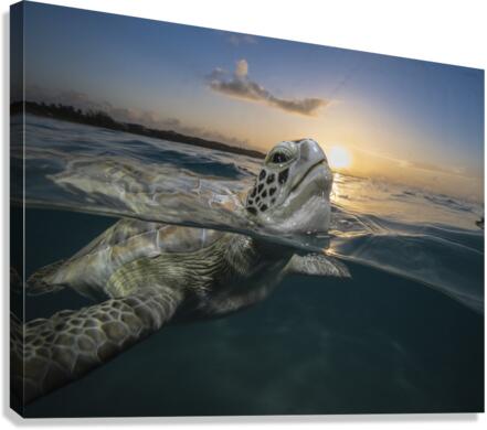 Sunset Sigh Canvas Print
