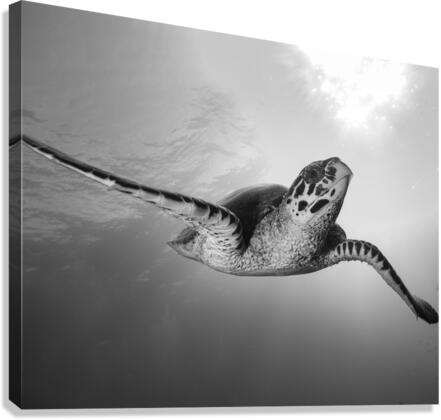 Queens Landing Canvas Print