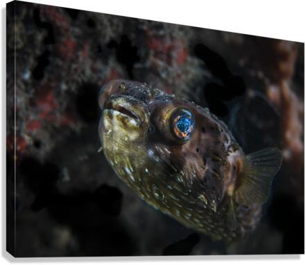 Galaxy Canvas Print