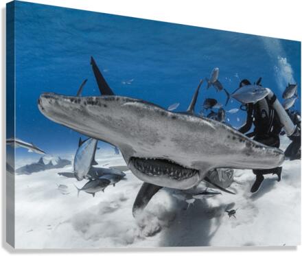 Blind Side Canvas Print