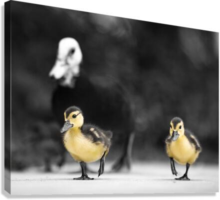 Chirp & Waddle Canvas Print