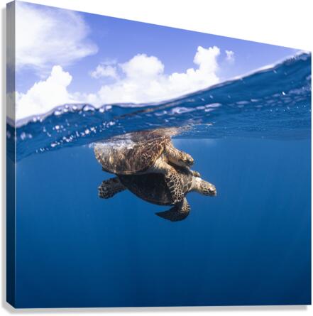 Turtle Tango Canvas Print