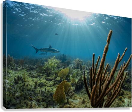 Garden Garrison Canvas Print