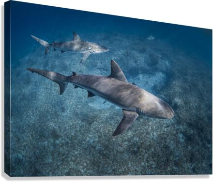 Surface Doublet Canvas Print