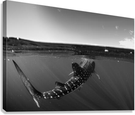 Caudal Chasm Canvas Print