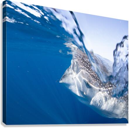 Splish Splash Canvas Print