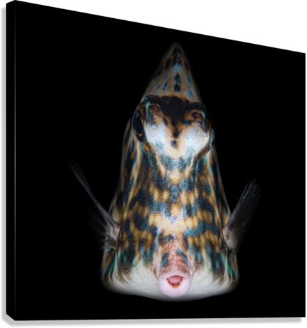 Smooch Canvas Print