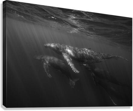 Migrating Megaptera Canvas Print