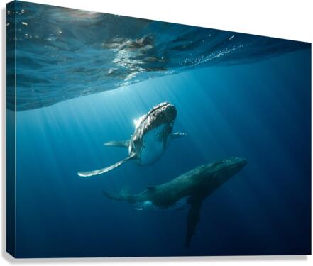 Aurora Canvas Print